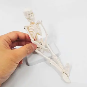 Mini Žmogaus Skeleto Modelis Anatomija Skeletas Skeleto Modelis Medicinos Mokymosi Helovinas Šalis Dekoro Skeletas Meno Eskizas