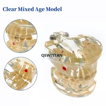 Dantų Tyrimas, Dantų Skaidrus Suaugusiųjų /Vaikų Patologinį Dantų Modelį, Dantų Laboratorijos, Įranga, Mokymo Odontologas